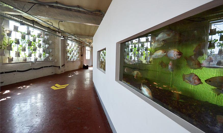 The interior of a building whose left wall consists of a series of windows with plants suspended in front, and left a series of fish tanks built into the wall. 