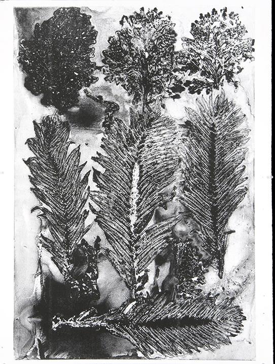 black and white drawing of intricate, leafy plants