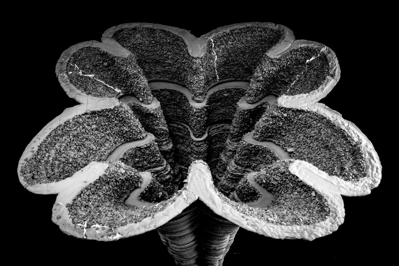 Closeup photograph of a wavy structure in the shape of an open flower.