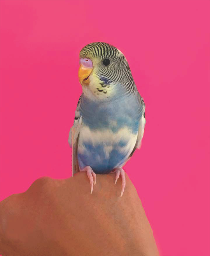 Blue, yellow, and white parakeet perched on the back of a hand on a pink background.
