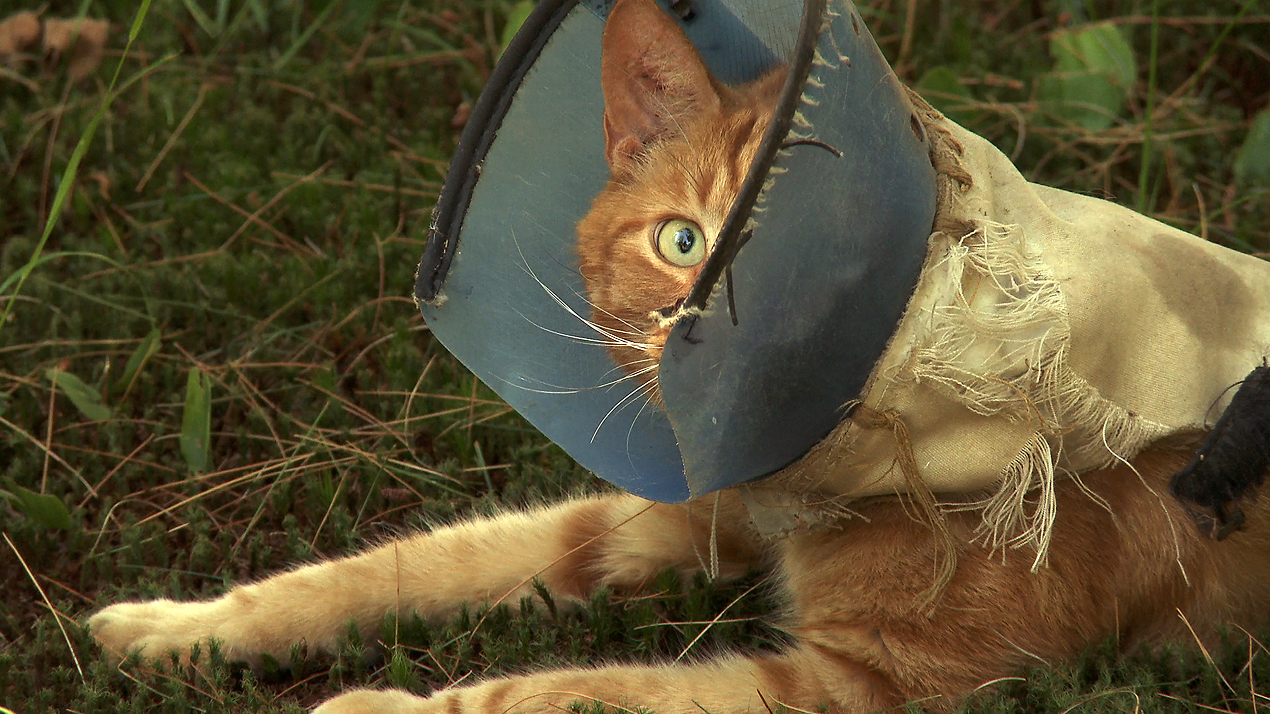 An orange cat is wearing a blue hood that obscures half of its face