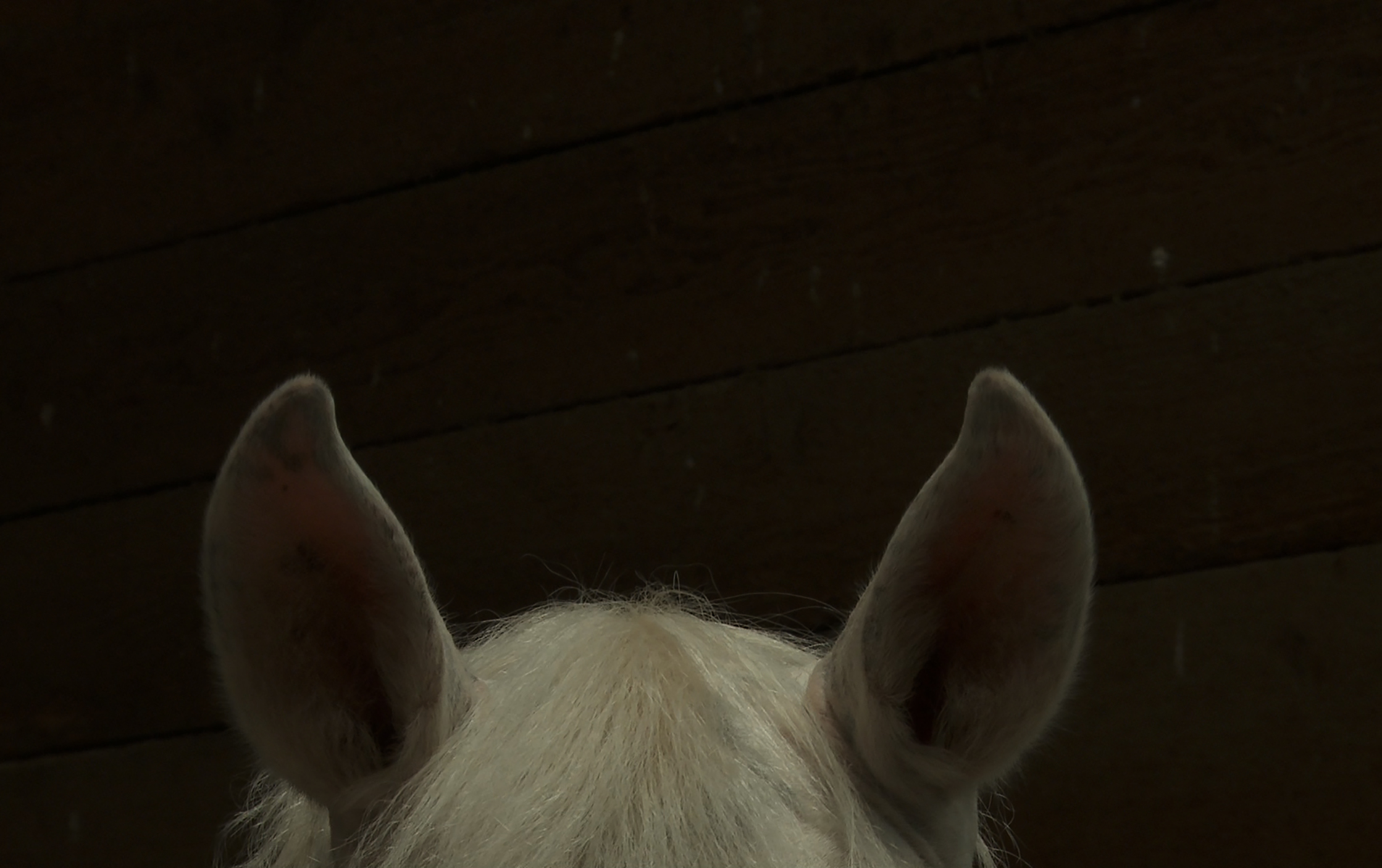 Photo of a horse's ears and top of its head