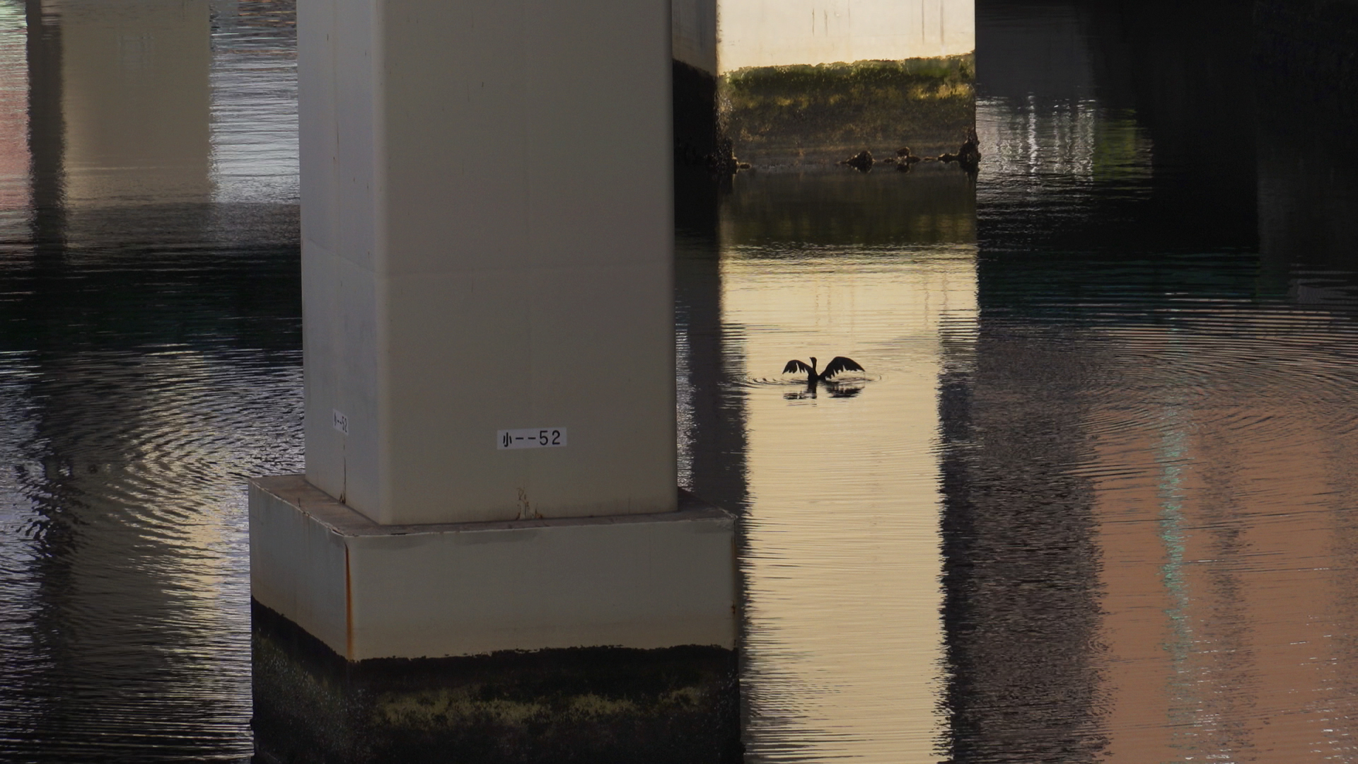 Silhouette of a loon flapping wings as it begins to fly out of water in an urban area