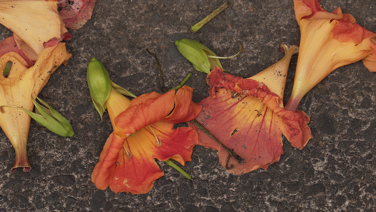 Dark orange flowers lay on a dirt ground.