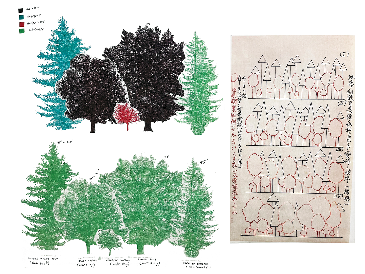 Illustration of trees