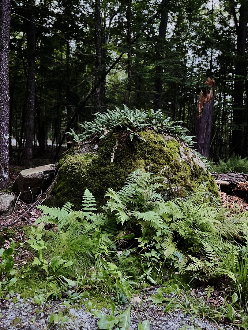 Large rock on forest floor