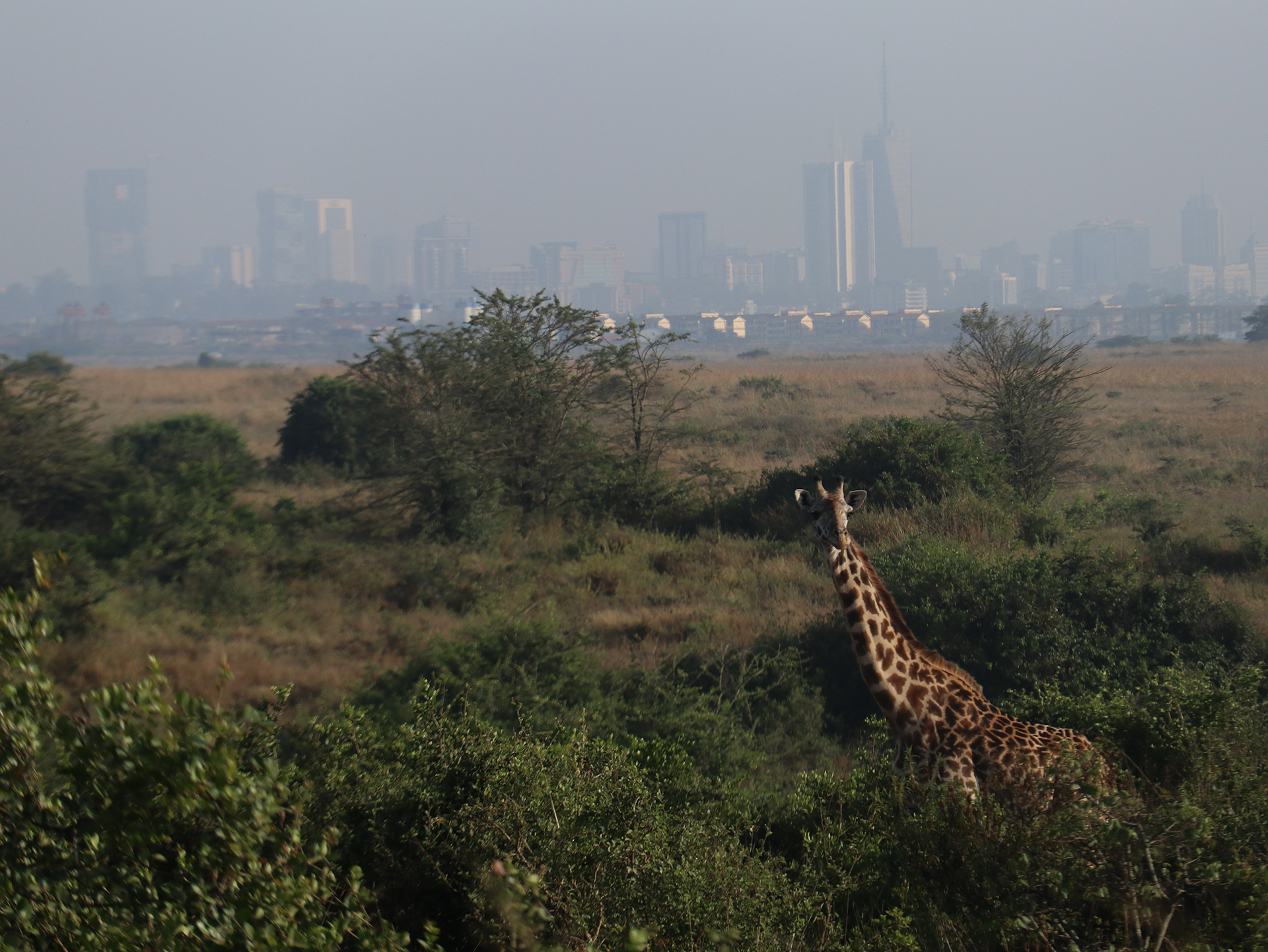 Giraffe walking through a forested area with an urban skyline at back