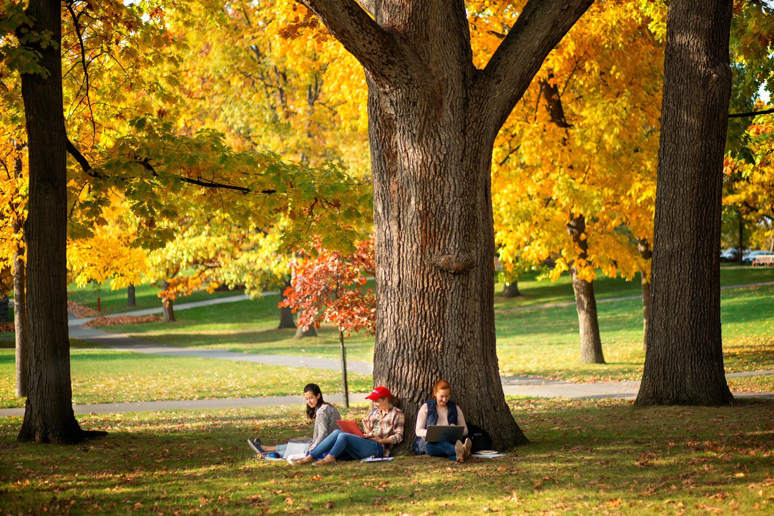 Students working under a large tree in fall