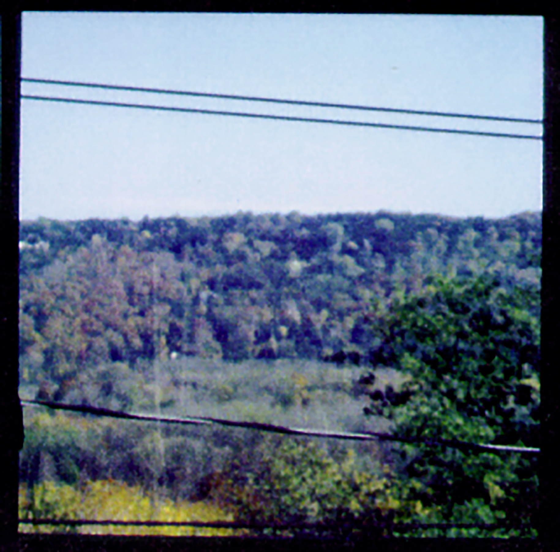View of trees
