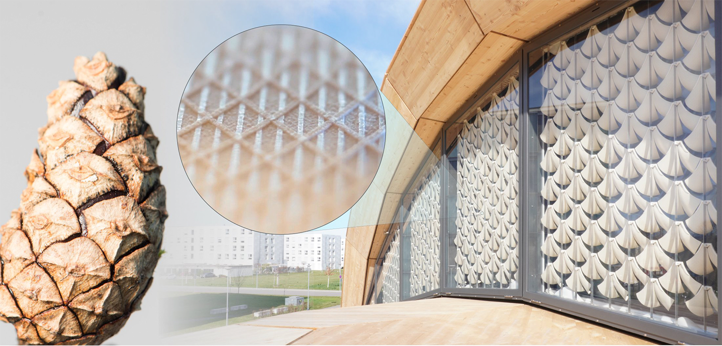 A pinecone is displayed on the foreground. On the background