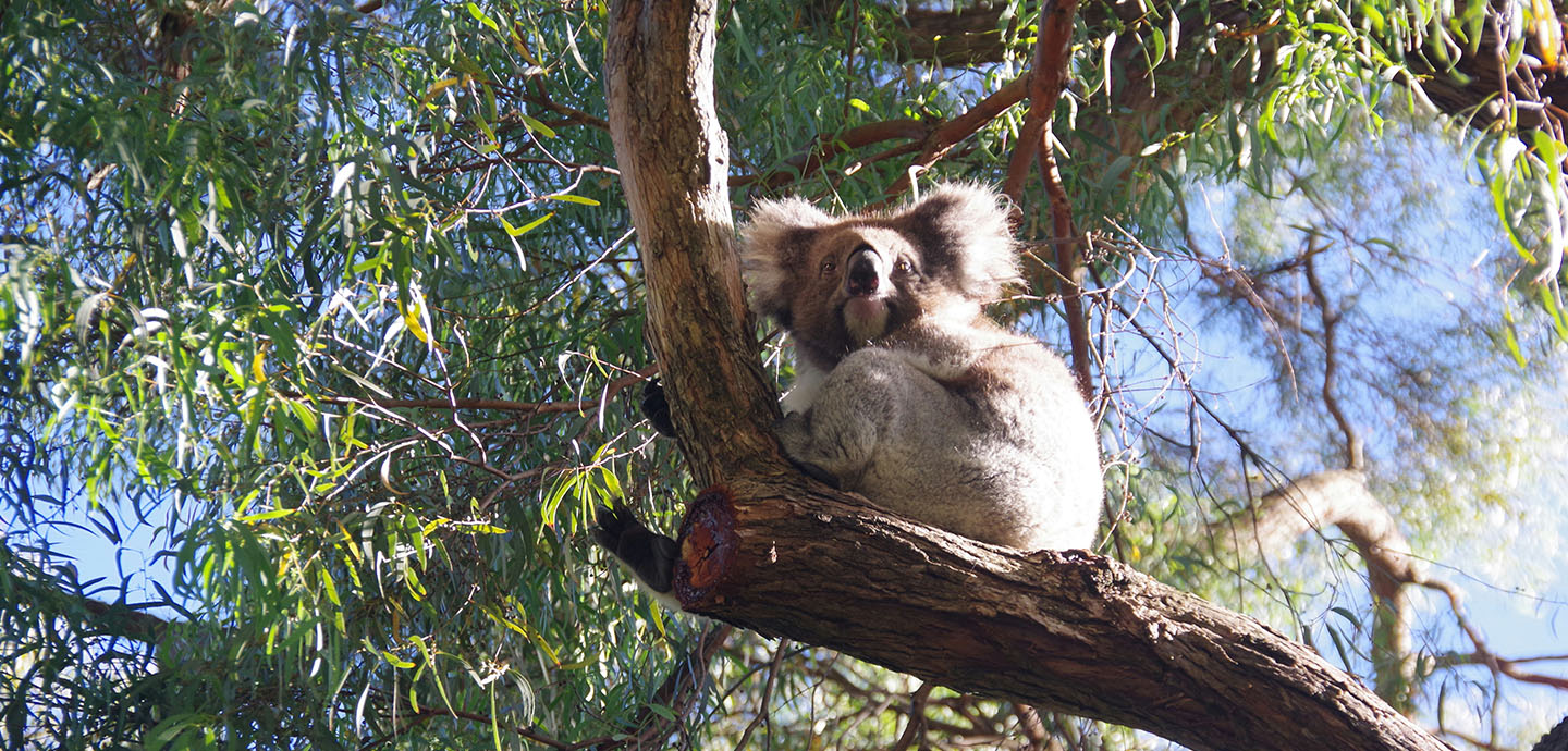 A koala sitting in a tree on a sunny day
