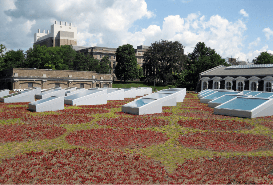green planted rooftop