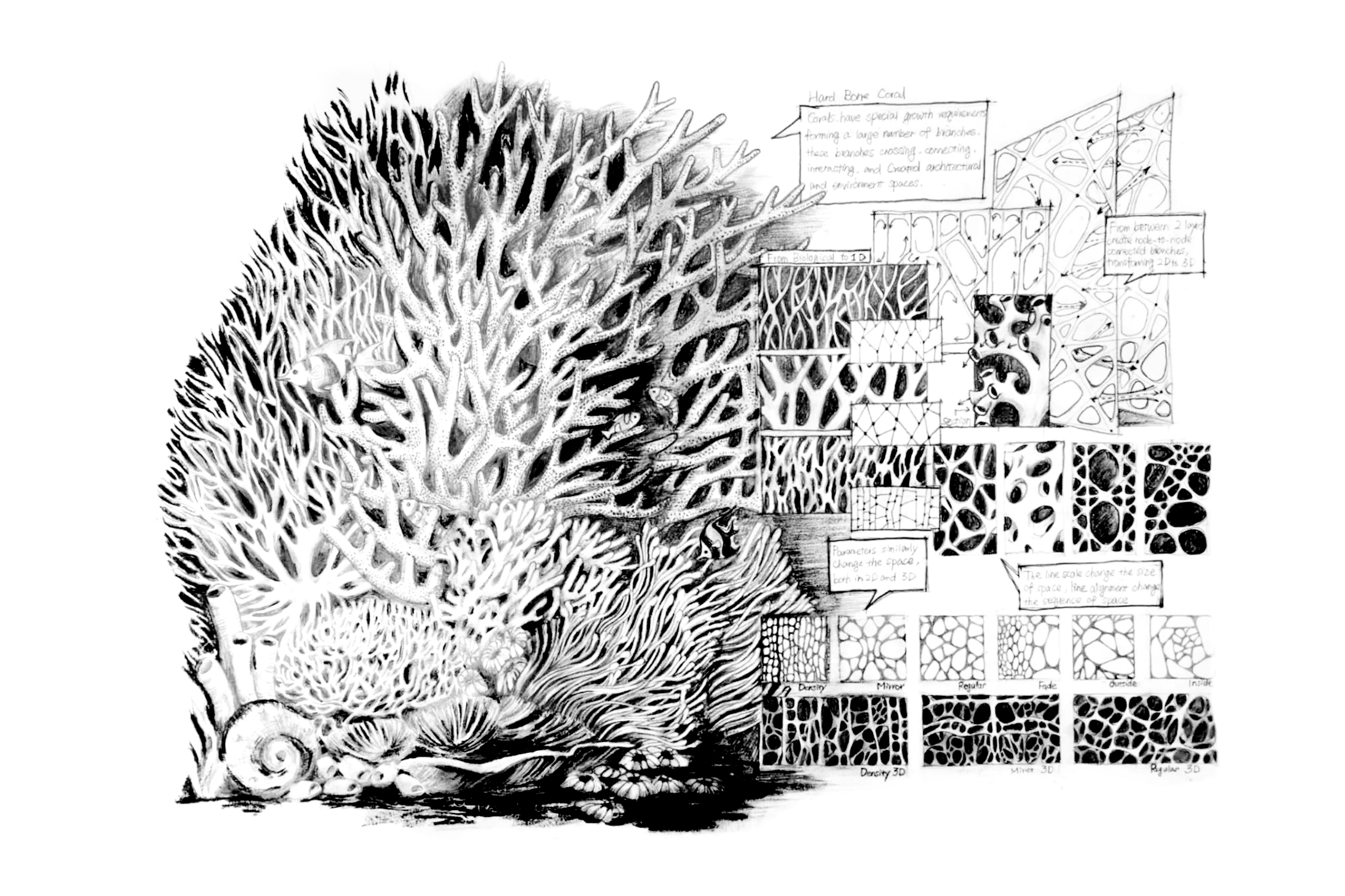 Hand drawing of coral structures and a series of notes analyzing its details.
