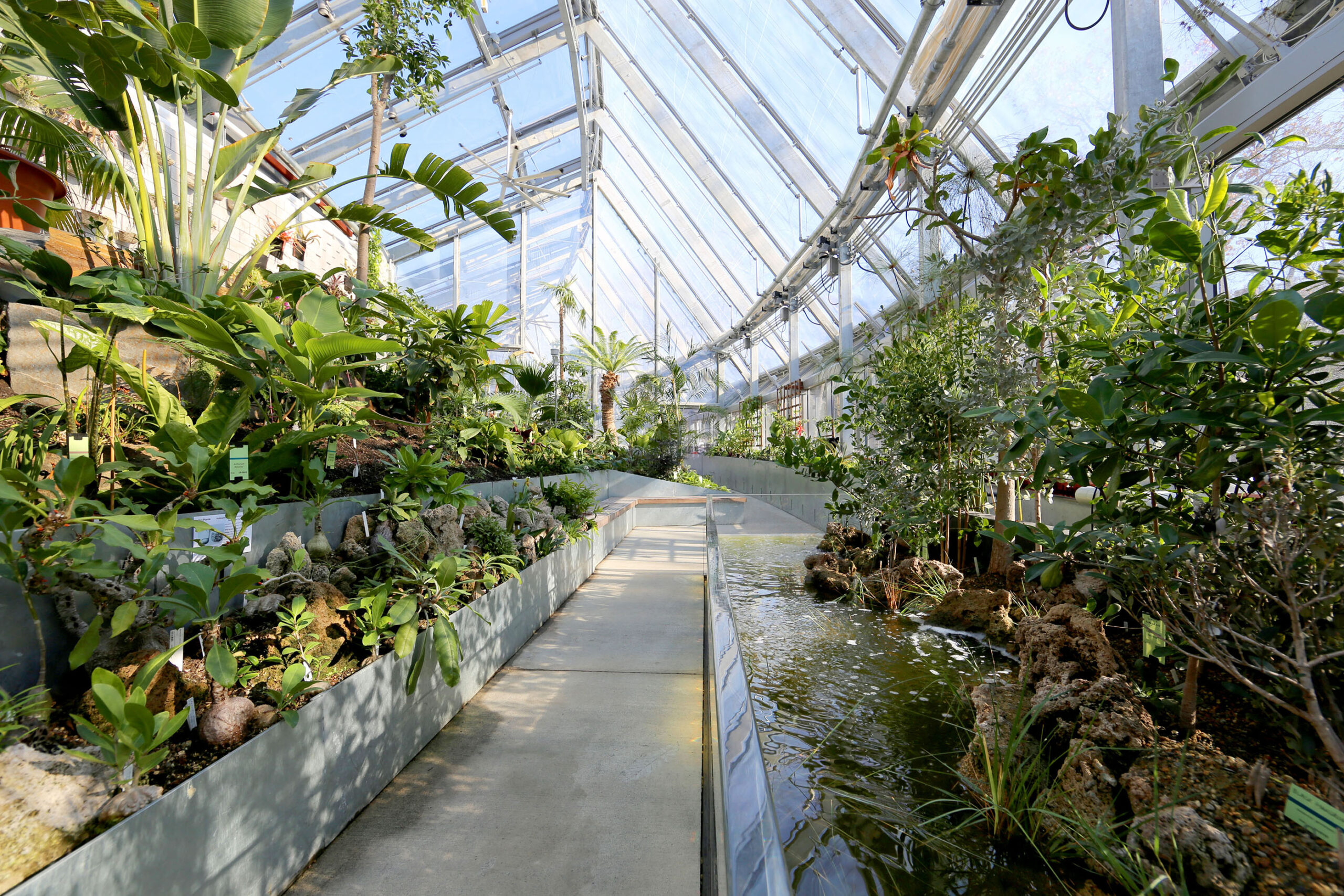 Plants bordering a walkway inside a greenhouse with a glass triangular roof.