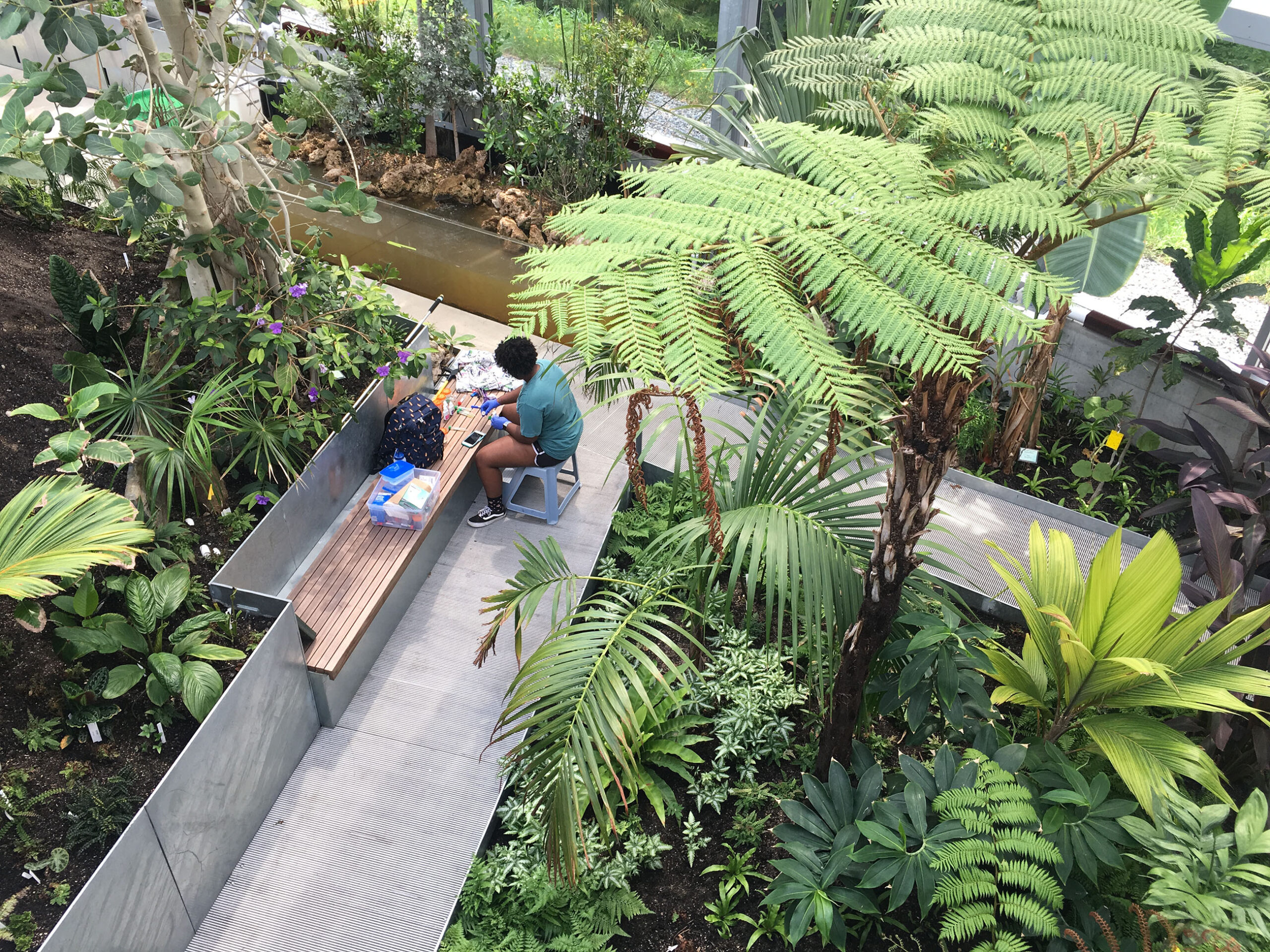 A person wearing blue gloves and casual clothes is working at a wooden table inside a greenhouse.