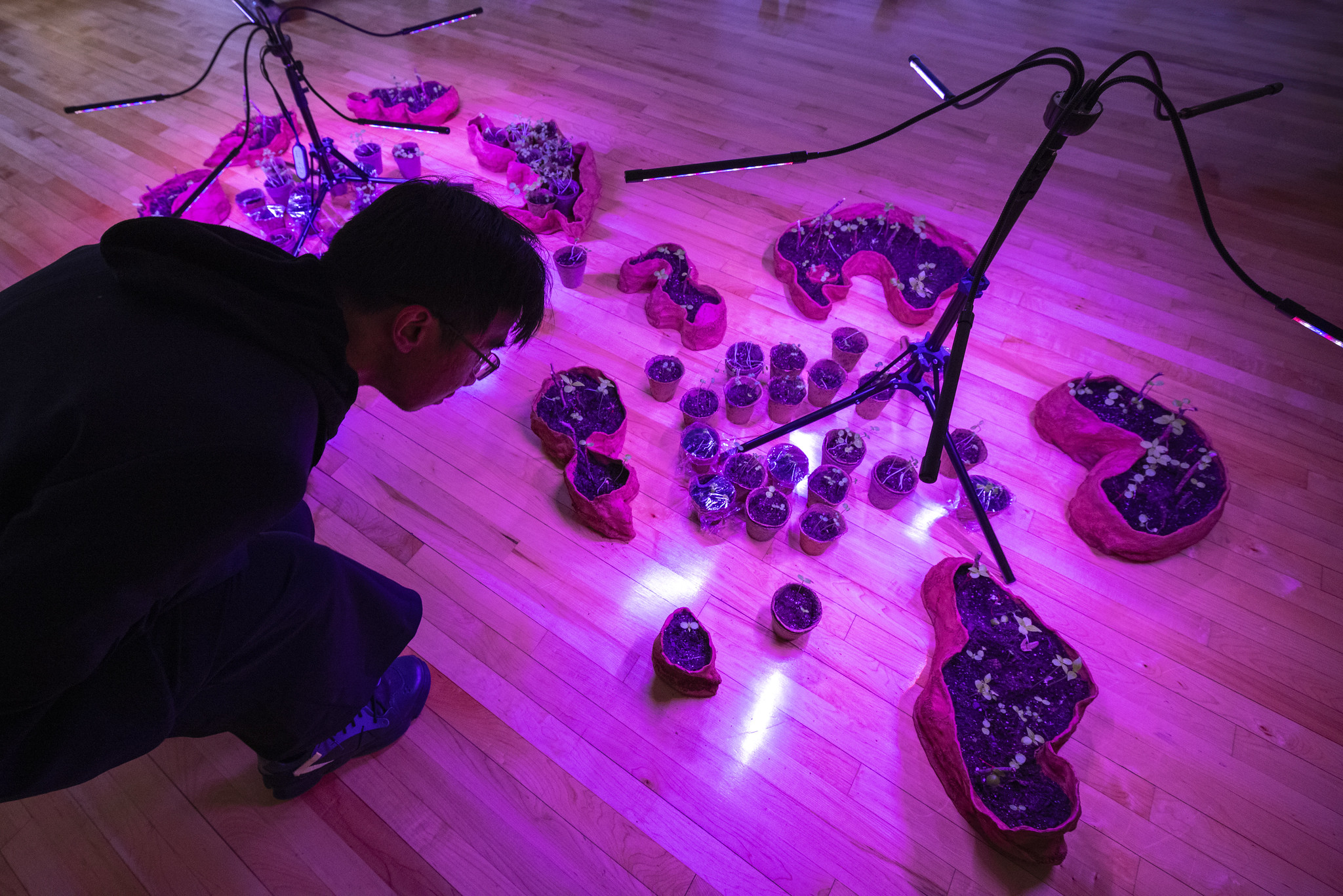 A person peers down at a grouping of planters on the ground, illuminated by purple grow lights.