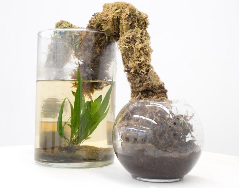 A glass container of water with a fern growing inside it.