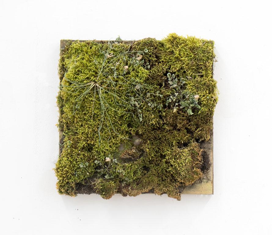 A small wood panel with moss growing on it.
