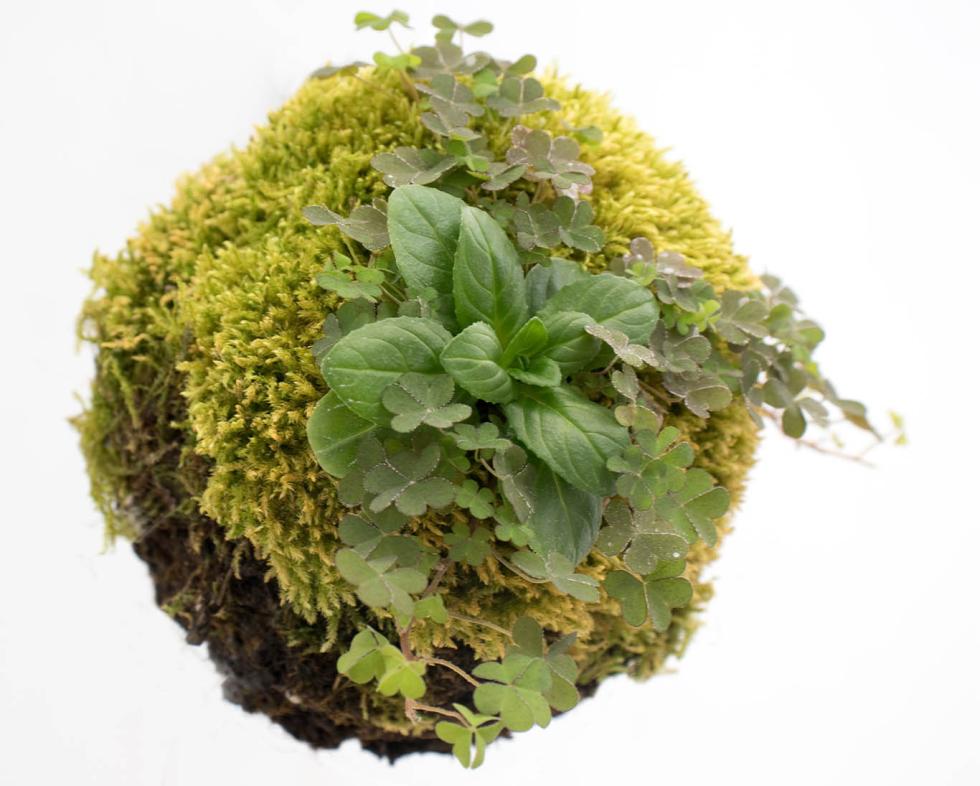 A moss ball with plants growing on it.