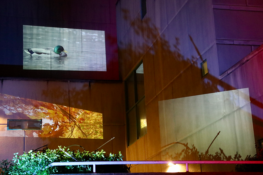 Exterior of a building with a projection of a duck in a pond that is projected on the side of the building.