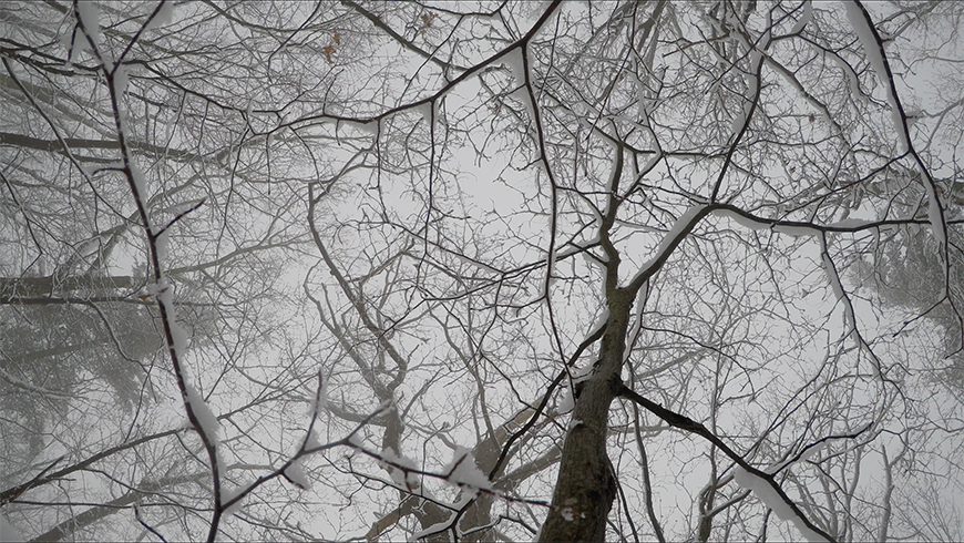 Looking upwards into the treetops during winter.