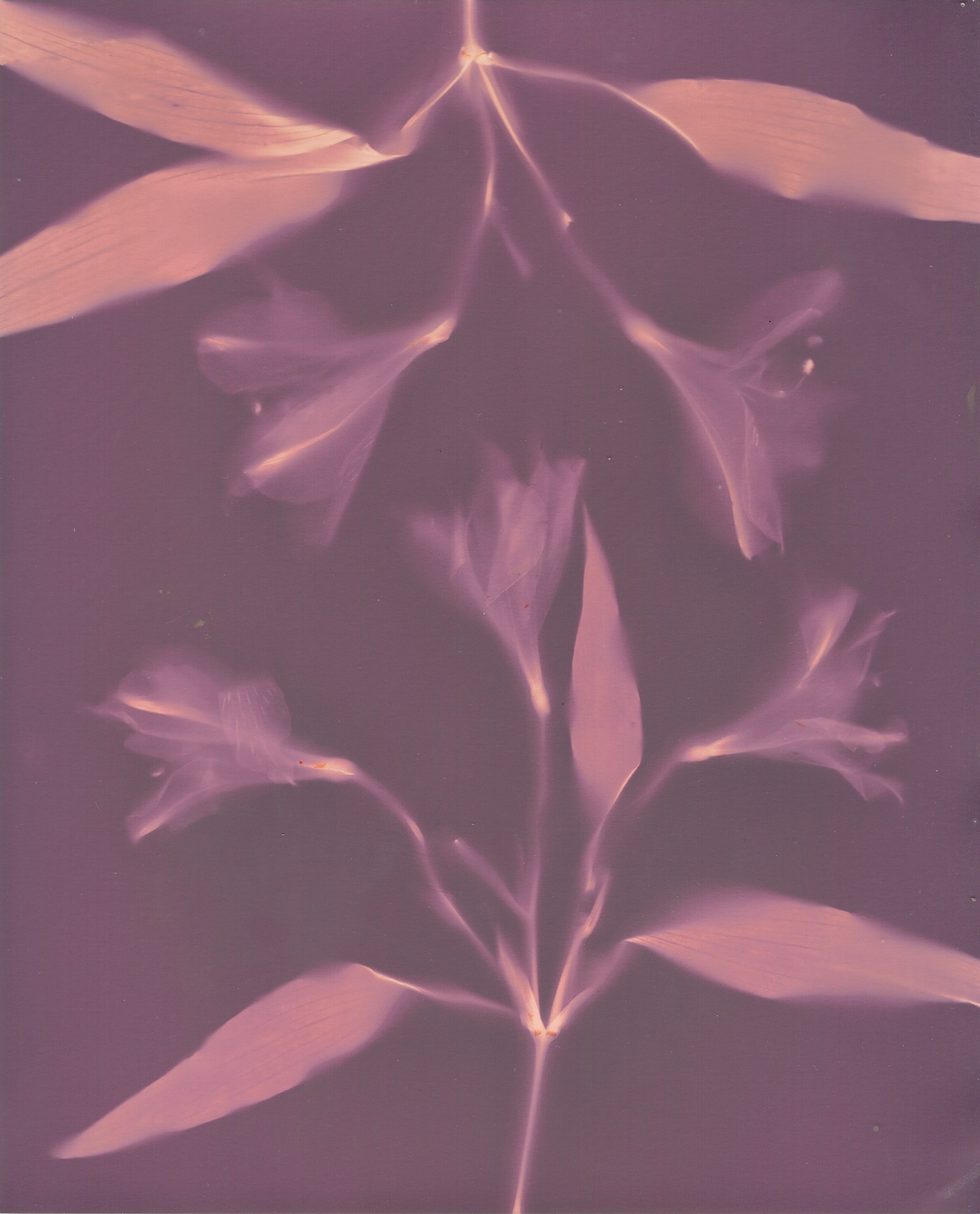 Cyanotype image of flowers.