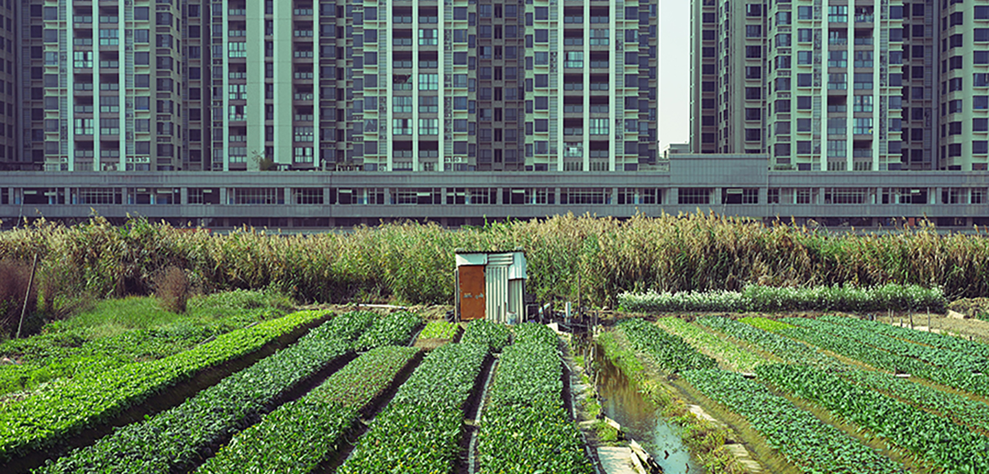 Urban farmland with lush green crops growing in front of tall apartment buildings.