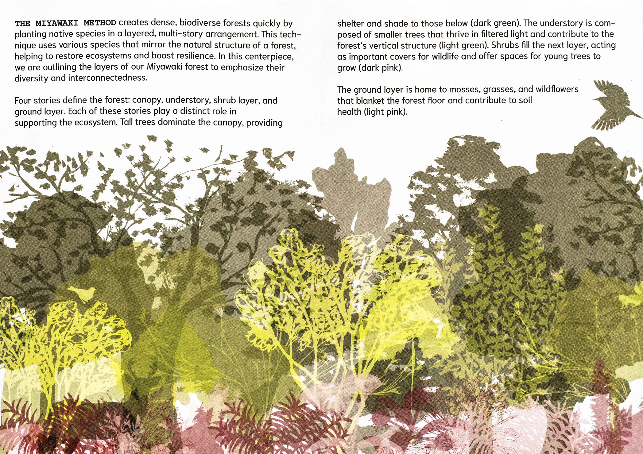 Green and red illustration of a Miyawaki forest.