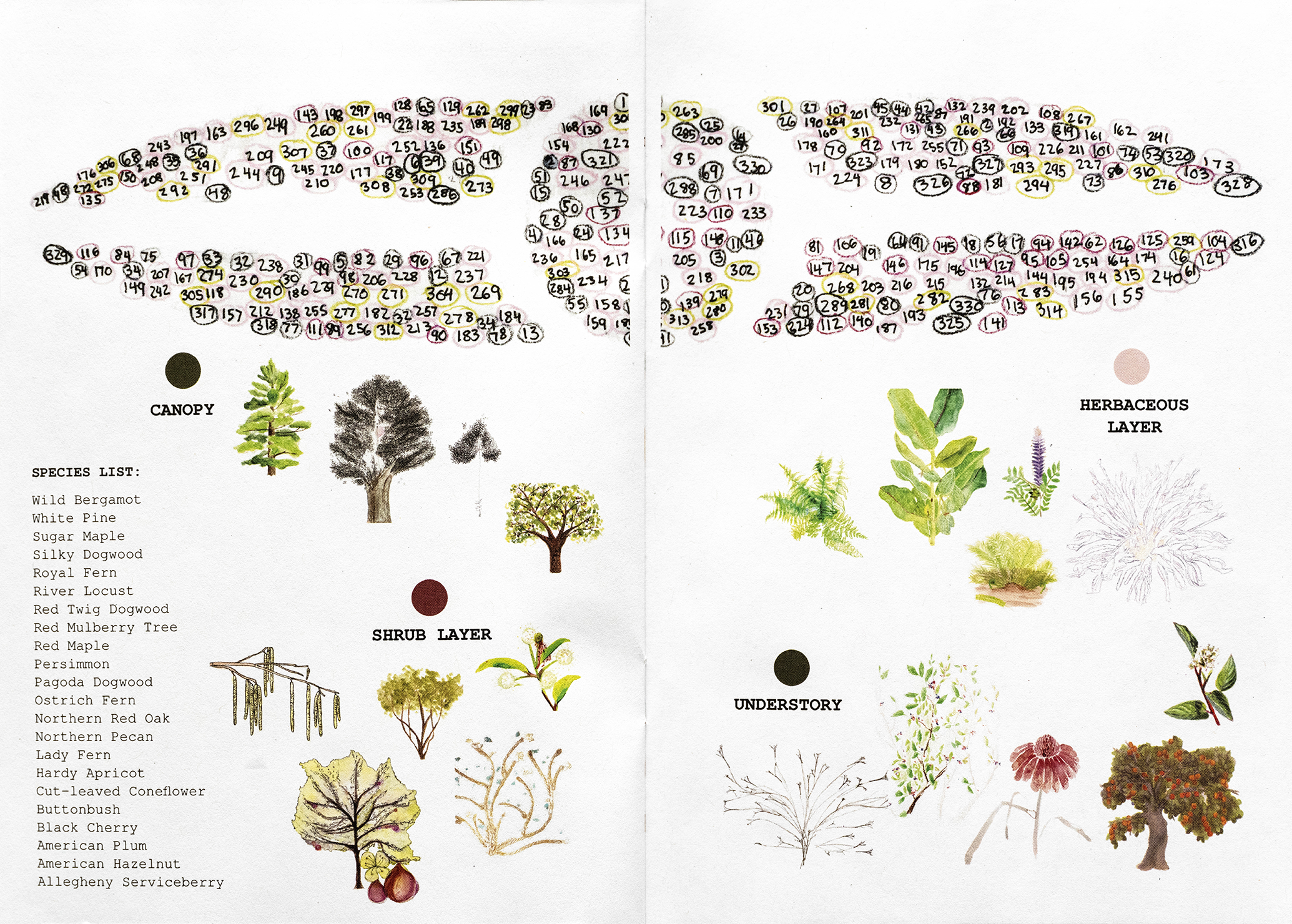 Green and red illustration of a Miyawaki forest.