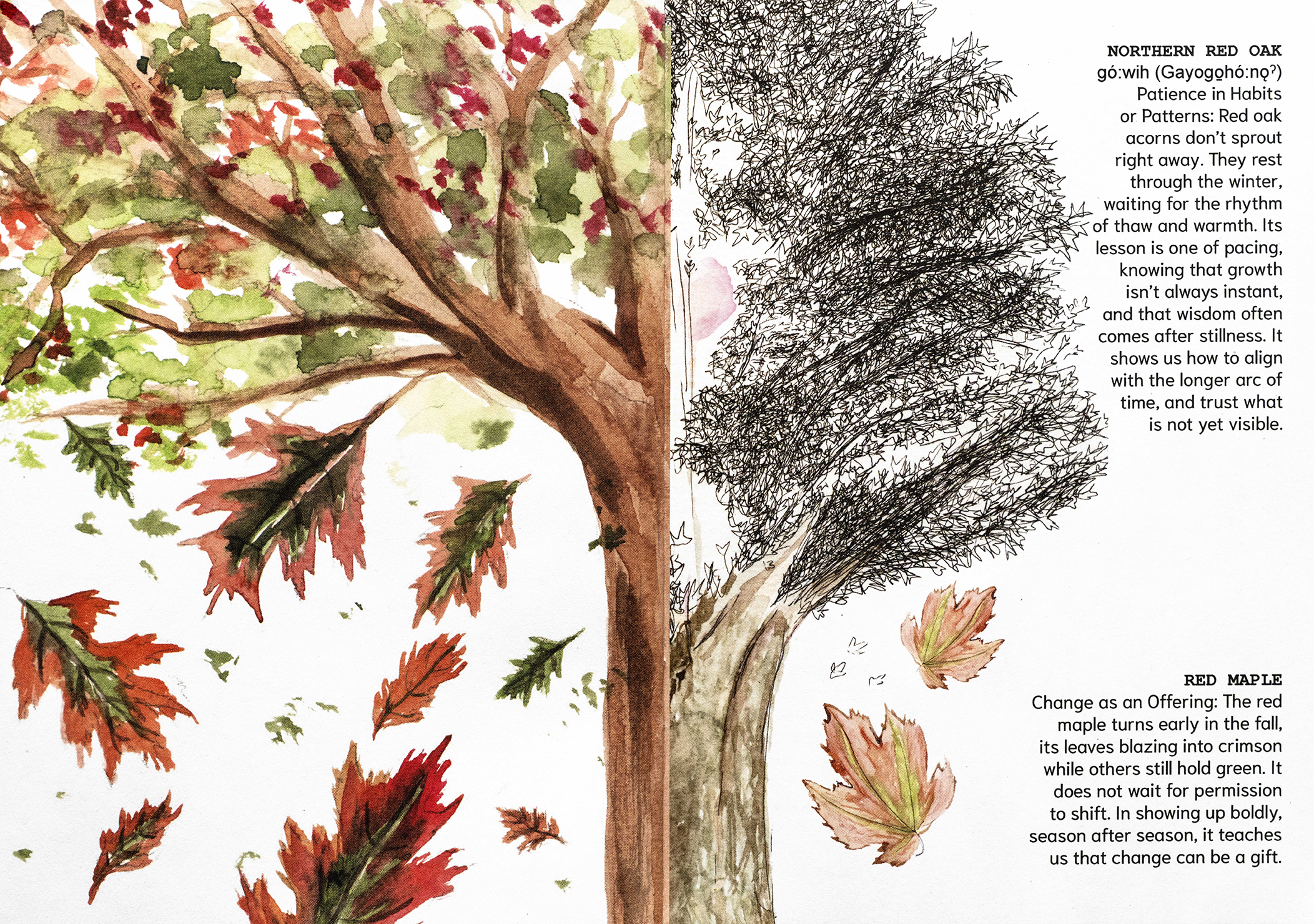 Green and red illustration of a Miyawaki forest.