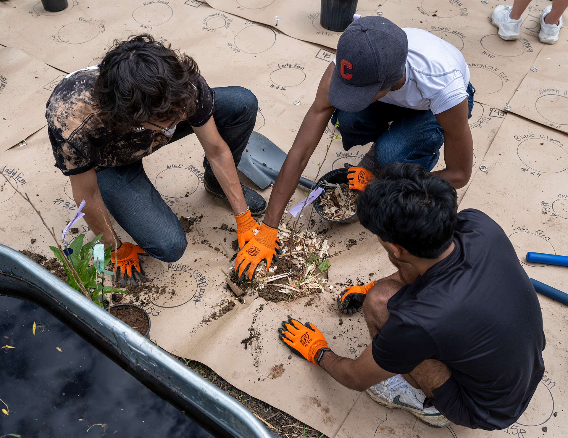 Three people wearing gardening gloves and planting native plants.