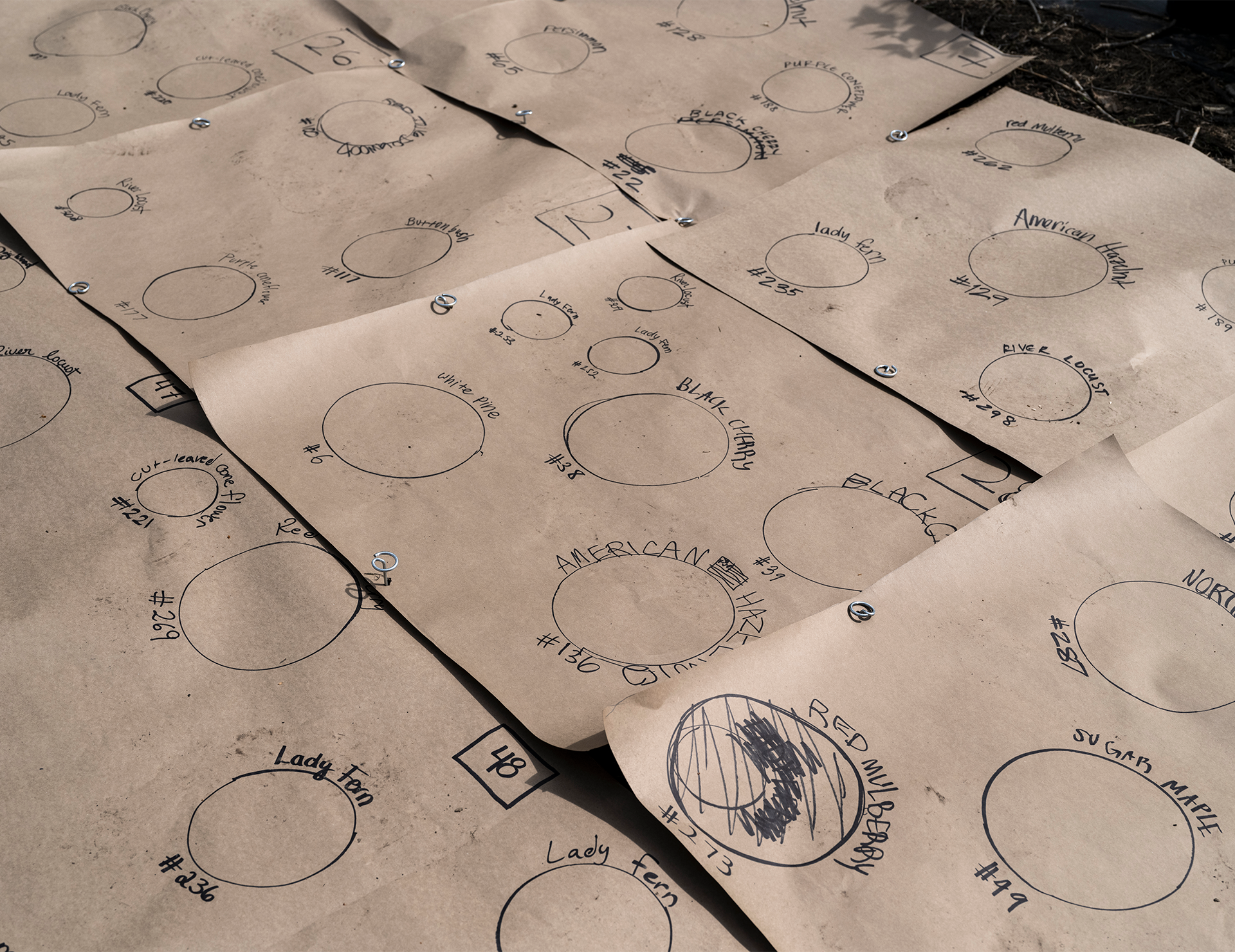 Diagrams outlining positions of plants on the ground.