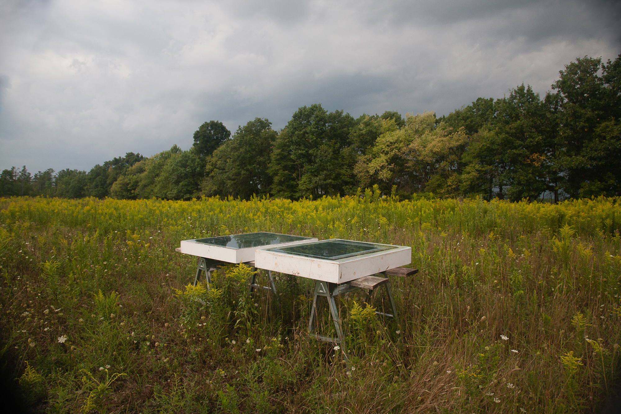 Two photographic prints in process, in an open field